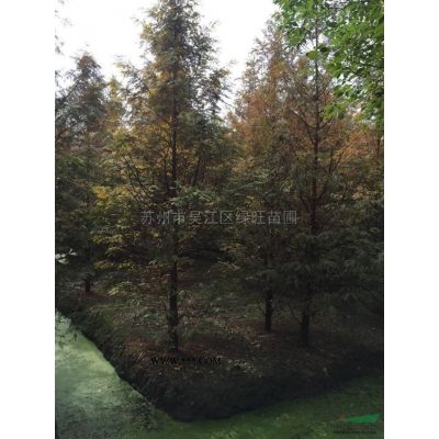 江蘇5-10公分櫻花*新報價/5-10公分櫻花圖片