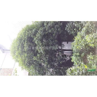 櫻花