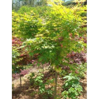 櫻花種子