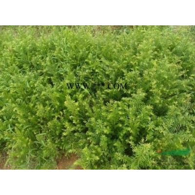 櫻花種子行情報價\櫻花種子圖片展示