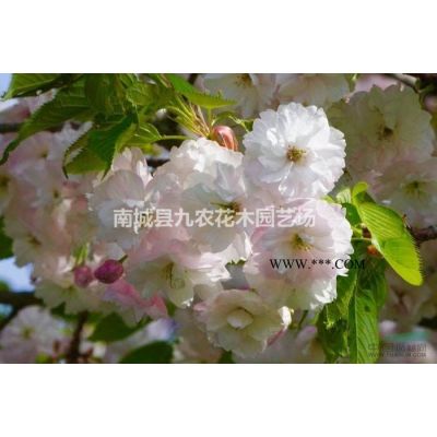正宗中國紅櫻花櫻花苗庭院綠化日本櫻花苗櫻花樹苗晚櫻嫁接苗