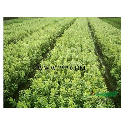合歡行情報(bào)價(jià)\合歡圖片展示