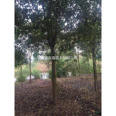 江蘇合歡基地 東臺(tái)合歡產(chǎn)地直銷 精品合歡