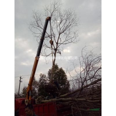 合歡小苗，一年生合歡價格
