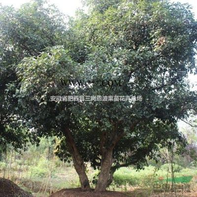 安徽肥西市供應(yīng)米徑2-18公分紫薇/杜英/烏桕