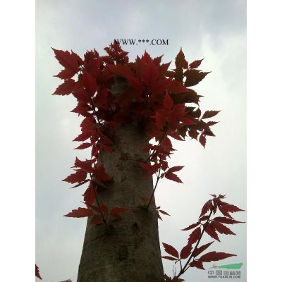 烏桕