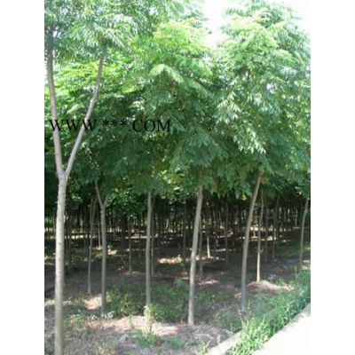 香樟，合歡，櫸樹