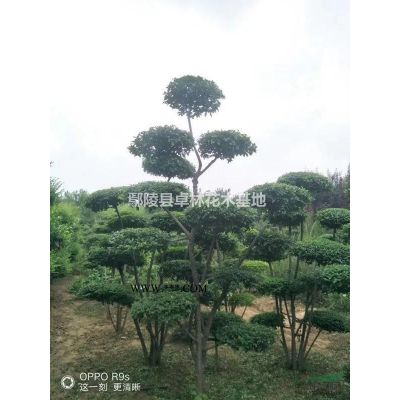 二次頂桿白蠟