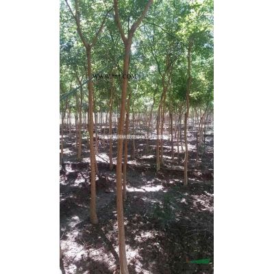 供應華北地區白蠟3-10公分