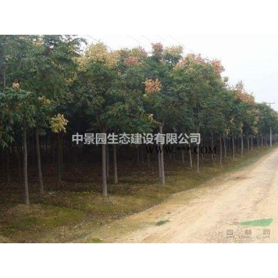 江西榔榆10--25cm,數量2000株