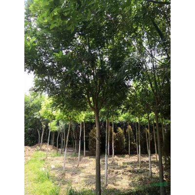 河南鄢陵龍爪槐*新價格報價，河南鄢陵龍爪槐種植基地