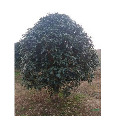 日本櫻花批發，安徽櫻花出售，本苗圃有各種規格櫻花