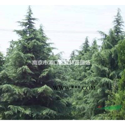 南京10公分烏桕|12公分烏桕|15公分烏桕樹價格參考