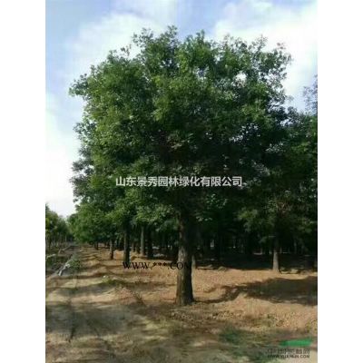 合歡10公分價格上車價