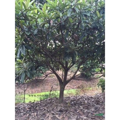 江蘇15-20公分重陽木信息