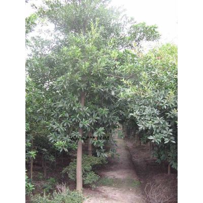 山烏桕