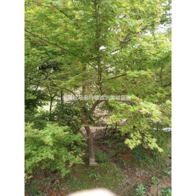 大小規(guī)格江西九江3-5公分楓香種植技術(shù)基地