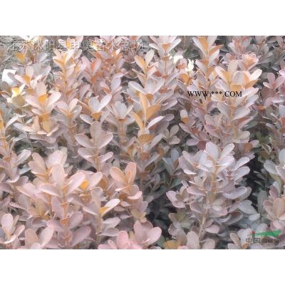 紅葉小檗小苗，竹子，紅瑞木價格，白蠟小苗，國槐小苗，法桐小苗