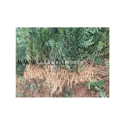 5公分白蠟樹-6公分白蠟樹-8公分白蠟樹-白蠟樹價格