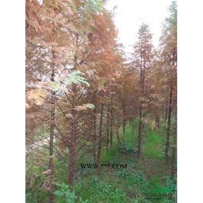 楓香1-3公分供應(yīng)/楓香1-3公分圖片