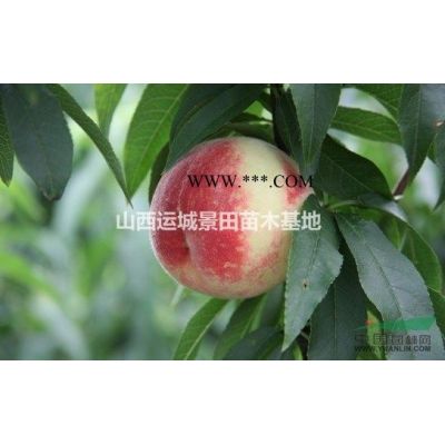 龍爪槐_龍爪槐價格_龍爪槐產地_龍爪槐圖片山西運城