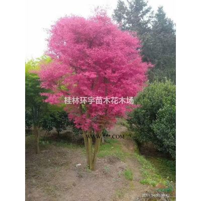 供應獨桿樸樹20-50公分，叢生多桿樸樹25-100公分