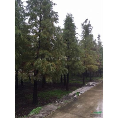 江蘇10-18公分樸樹*新報價/10-18公分樸樹圖片
