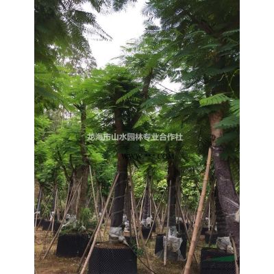 福建山櫻花