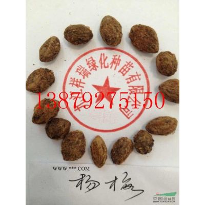 山櫻花種子
