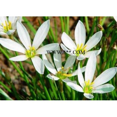 重陽木價格_重陽木圖片_重陽木產地_重陽木綠化苗木苗圃基地
