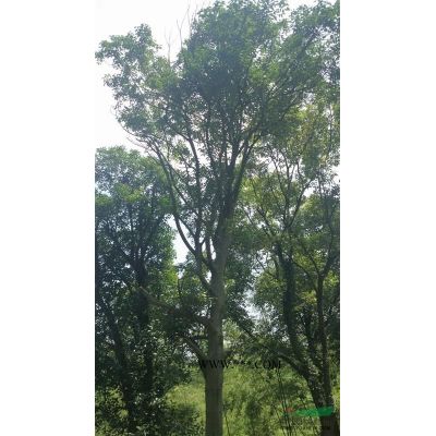 江浙皖地區(qū)出售 合歡胸徑18公分