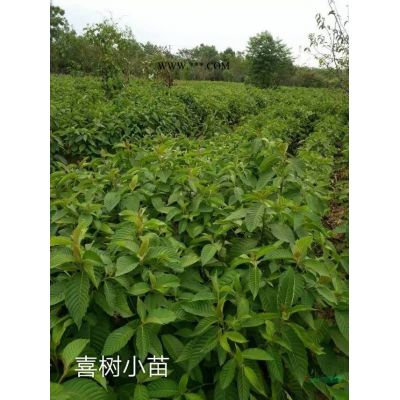 江西九江祥瑞綠化供應(yīng)優(yōu)質(zhì)烏桕小苗