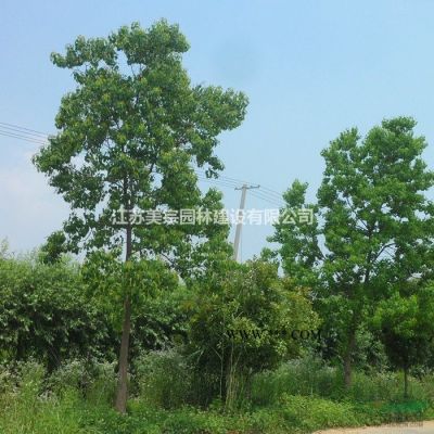 金葉女貞價格_金葉女貞圖片_金葉女貞產地_金葉女貞綠化苗木苗