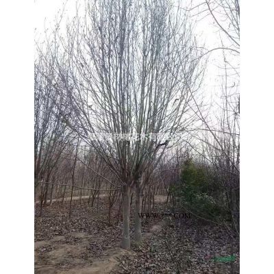 河南老白臘、速生白蠟價(jià)格