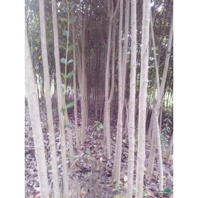1到20公分楓香2報(bào)價(jià)/江西1到20公分楓香2報(bào)價(jià)