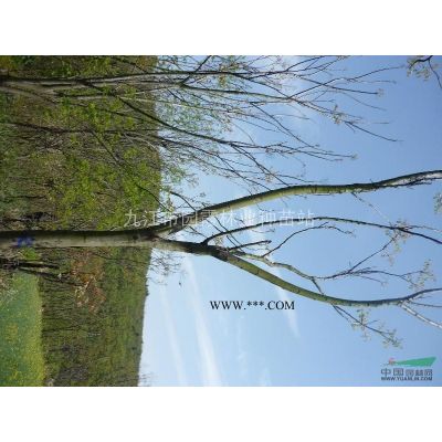 楓香樹(shù)