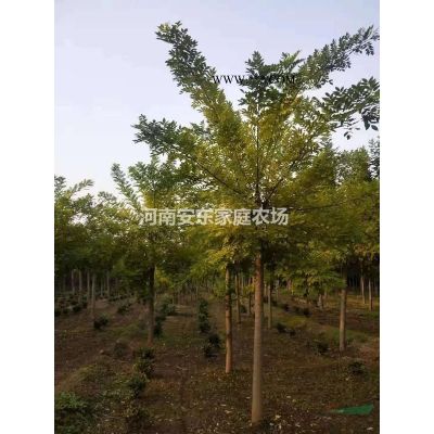 5-20公分白蠟農(nóng)戶直銷