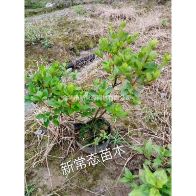 浙江榔榆2信息