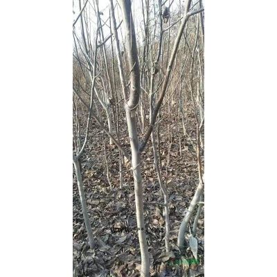 龍爪槐，8公分龍爪槐價格，