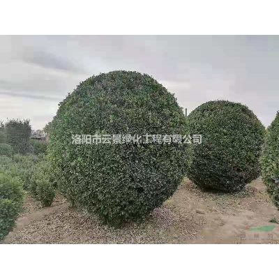 直供白皮松
