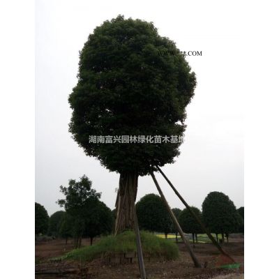 湖南6公分日本櫻花價格，10公分早櫻價格，15公分晚櫻哪里多