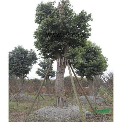 四川乾景園林供應(yīng)15-30優(yōu)質(zhì)樸樹(shù)