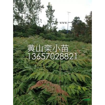 江西櫻花種子