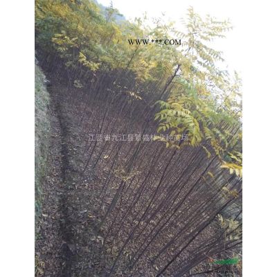 高度50公分樸樹小苗，一年生樸樹小苗，九江樸樹苗