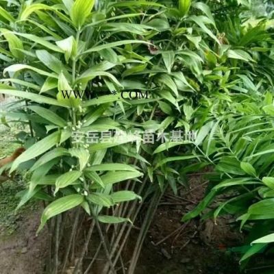櫻花