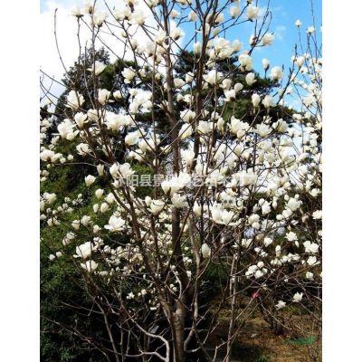 合歡樹種子能發芽嗎？