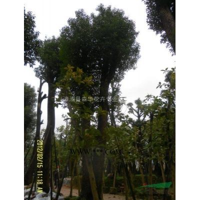 小蒲葵、老人葵、銀海棗、小葉欖人、水石榕、澳洲火焰木、重陽木