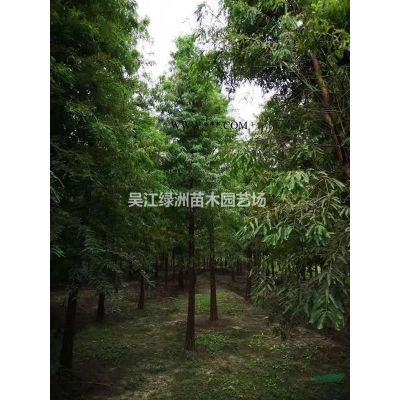 江蘇重陽木介紹