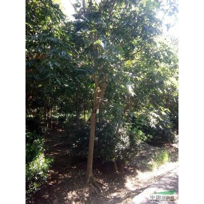 處理6~11公分合歡