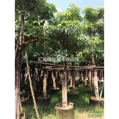 朱槿、紫錦黃櫨、俏黃櫨、紅葉烏桕、花葉榕、星光榕、木芙蓉